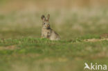 Konijn (Oryctolagus cuniculus) 