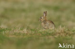 Konijn (Oryctolagus cuniculus) 