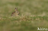 Konijn (Oryctolagus cuniculus) 