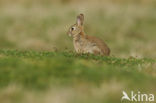 Rabbit (Oryctolagus cuniculus) 