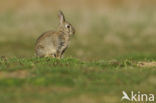 Rabbit (Oryctolagus cuniculus) 