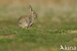 Konijn (Oryctolagus cuniculus) 