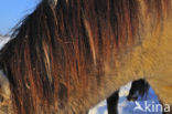 Konik horse (Equus spp)