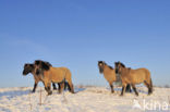 Konik horse (Equus spp)
