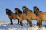 Konik horse (Equus spp)