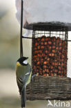 Great Tit (Parus major)