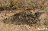 Houbara Bustard (Chlamydotis undulata) 