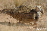 Houbara Bustard (Chlamydotis undulata) 