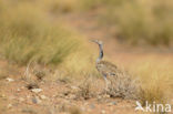 Houbara Bustard (Chlamydotis undulata) 