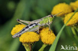 Meadow Grasshopper (Chorthippus parallelus)