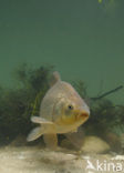 Crucian Carp (Carassius carassius)