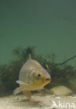 Kroeskarper (Carassius carassius) 