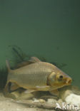 Crucian Carp (Carassius carassius)