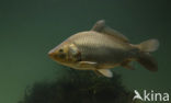 Crucian Carp (Carassius carassius)