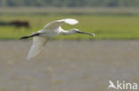 Eurasian Spoonbill (Platalea leucorodia)