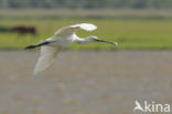 Lepelaar (Platalea leucorodia)