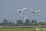 Lepelaar (Platalea leucorodia)