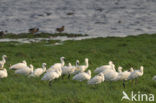 Eurasian Spoonbill (Platalea leucorodia)