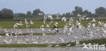 Lepelaar (Platalea leucorodia)