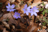 Liverwort (Anemone hepatica)