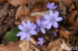 Liverwort (Anemone hepatica)