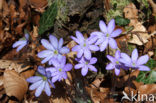 Liverwort (Anemone hepatica)