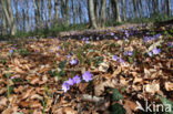 Liverwort (Anemone hepatica)