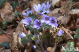 Leverbloempje (Anemone hepatica)