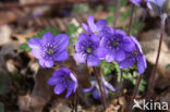 Leverbloempje (Anemone hepatica)