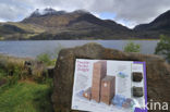 Loch Maree