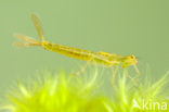 Irish Damselfly (Coenagrion lunulatum)