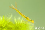 Maanwaterjuffer (Coenagrion lunulatum)