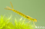 Irish Damselfly (Coenagrion lunulatum)