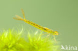 Irish Damselfly (Coenagrion lunulatum)