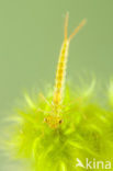 Irish Damselfly (Coenagrion lunulatum)