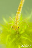 Irish Damselfly (Coenagrion lunulatum)