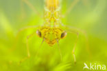 Irish Damselfly (Coenagrion lunulatum)