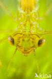 Irish Damselfly (Coenagrion lunulatum)