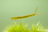 Irish Damselfly (Coenagrion lunulatum)