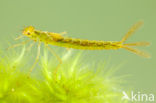 Irish Damselfly (Coenagrion lunulatum)