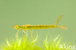 Irish Damselfly (Coenagrion lunulatum)