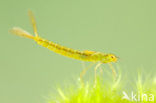 Irish Damselfly (Coenagrion lunulatum)