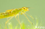 Irish Damselfly (Coenagrion lunulatum)