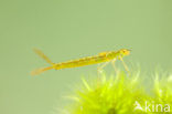 Irish Damselfly (Coenagrion lunulatum)