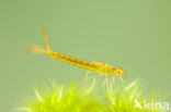 Irish Damselfly (Coenagrion lunulatum)