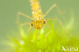 Irish Damselfly (Coenagrion lunulatum)