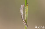 Maanwaterjuffer (Coenagrion lunulatum)