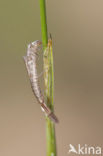 Irish Damselfly (Coenagrion lunulatum)