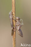 Irish Damselfly (Coenagrion lunulatum)