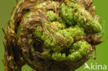 Male-fern (Dryopteris filix-mas)